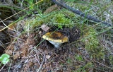 Lactarius alnicola var. alnicola image