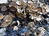 Gymnopus villosipes image