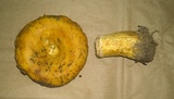Lactarius alnicola var. alnicola image