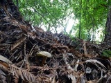 Boletus subtomentosus image