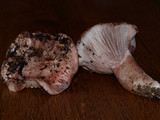 Hygrophorus russula image