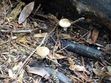 Psathyrella longistriata image