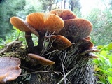 Armillaria sinapina image