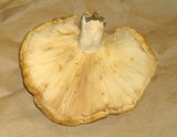 Lactarius psammicola image