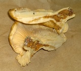 Lactarius psammicola image