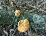 Hapalopilus rutilans image