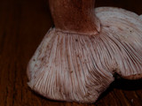 Hygrophorus russula image