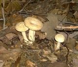 Lactarius subvernalis image