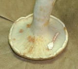 Lactarius subvernalis image