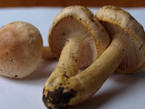 Hygrophorus pudorinus image