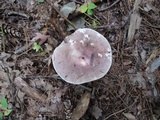 Russula cyanoxantha image