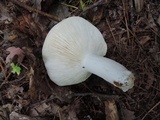 Russula cyanoxantha image