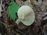 Pholiota lenta image