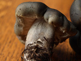 Tricholoma saponaceum image