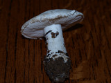 Amanita silvicola image