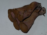 Gomphus clavatus image