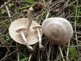 Clitopilus prunulus image