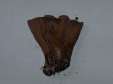 Gomphus clavatus image