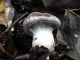 Cortinarius infractus image