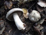 Cortinarius infractus image