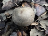 Cortinarius infractus image