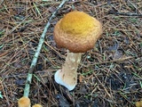 Armillaria solidipes image