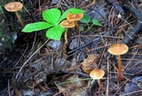 Phaeocollybia christinae image