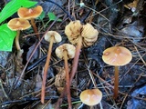 Phaeocollybia christinae image