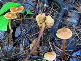 Phaeocollybia christinae image