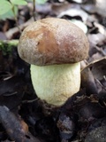Leccinellum lepidum image