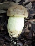 Leccinellum lepidum image