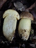 Leccinellum lepidum image