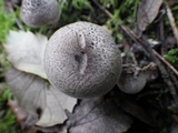 Tricholoma atrosquamosum image