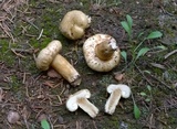 Lactarius resimus image