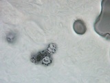 Lactarius resimus image