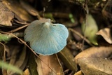 Entoloma virescens image