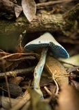 Entoloma virescens image