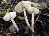 Lepiota subincarnata image