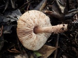 Lepiota subincarnata image