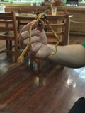 Ophiocordyceps melolonthae image