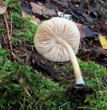 Pluteus chrysophaeus image
