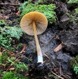 Entoloma formosum image