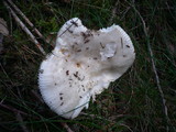 Russula raoultii image