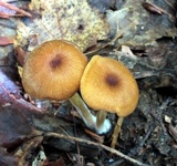 Entoloma formosum image