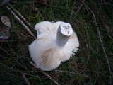 Russula raoultii image