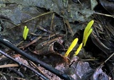 Clavulinopsis laeticolor image