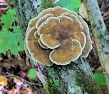 Daedaleopsis confragosa image