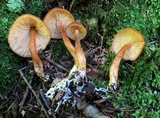 Rhodocybe nitellina image