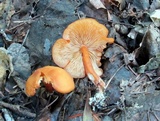 Rhodocybe nitellina image
