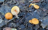 Rhodocybe nitellina image